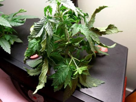 Example of DWC (hydro) root rot on a cannabis plant in an Aerogarden