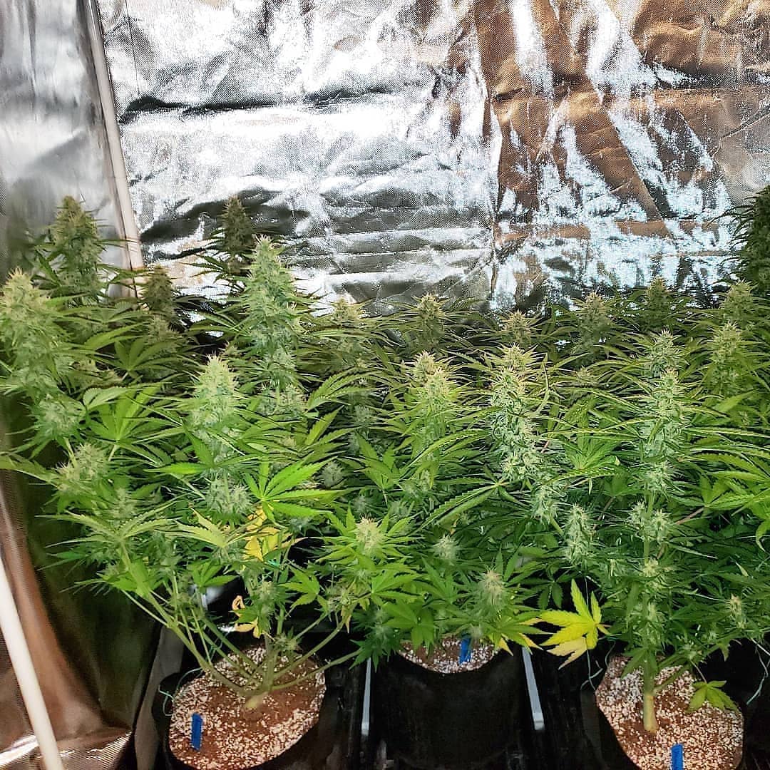 How To Fix Cannabis Nitrogen Deficiency N Pics Symptoms