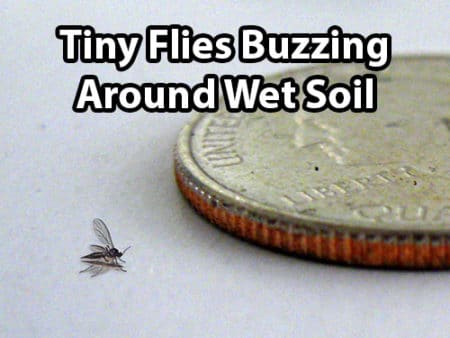 Fungus gnats looks like tiny flies buzzing around the soil, and are typically triggered by wet soil conditions