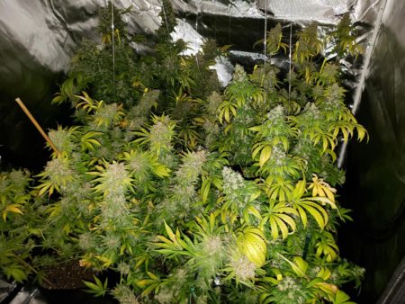 If your cannabis plants get light stress, it doesn't mean to throw away your harvest! Even if light-stressed buds aren't pretty, they are usually still good to smoke!