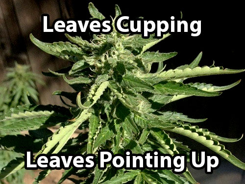 Heat stress causes cannabis leaves to start cupping (turn into "canoes"). Another symptoms is leaves pointing up