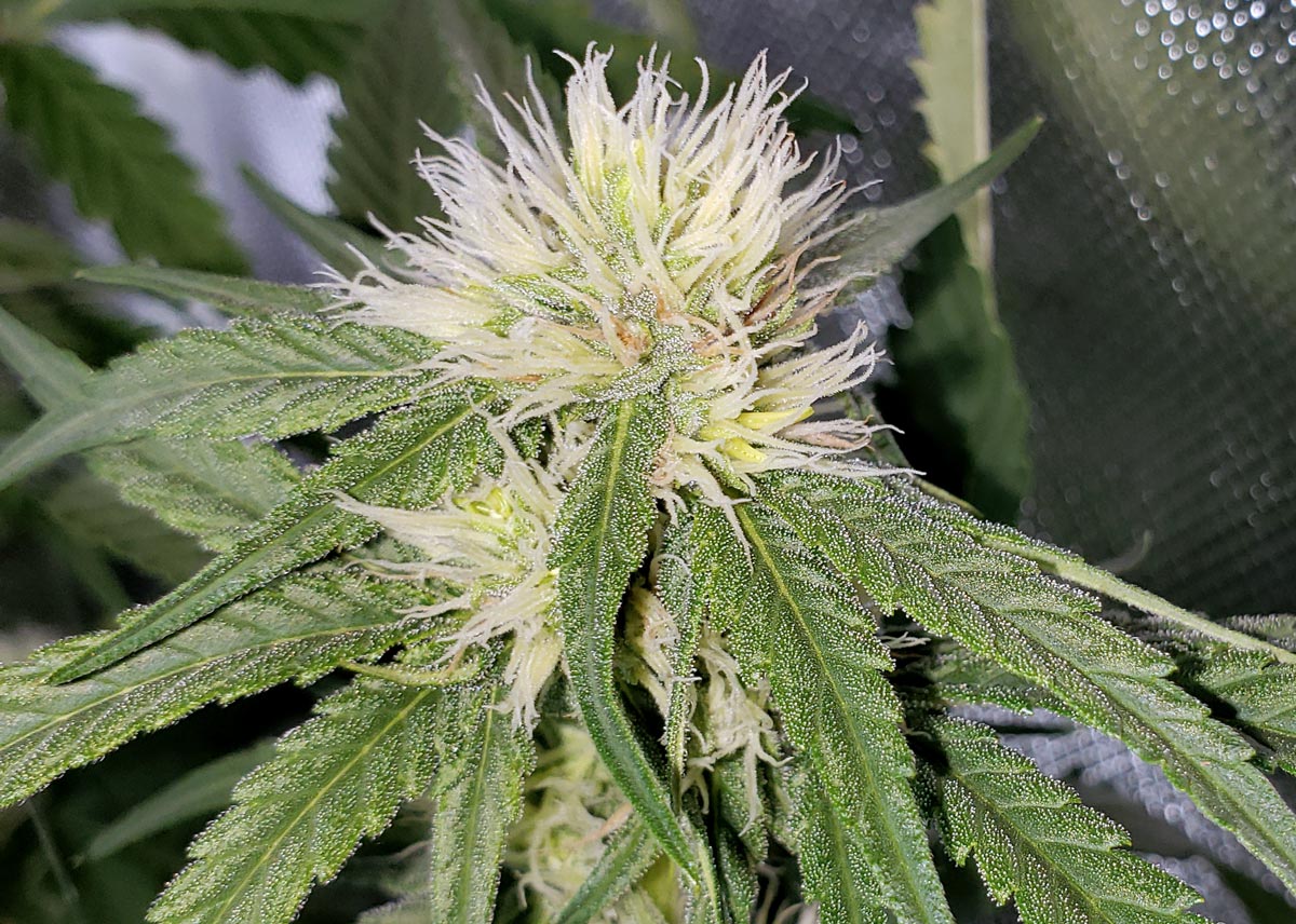 Female marijuana plant turns hermie and grows balls.