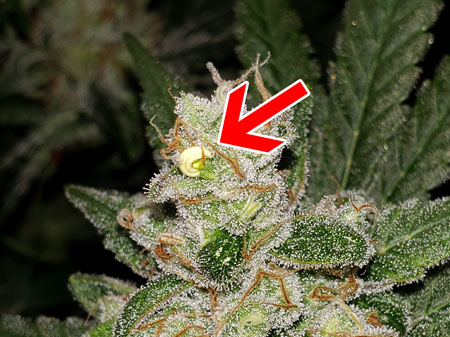 Example of a hermie banana on a cannabis bud, caused by light stress.