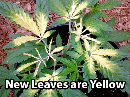 A cannabis iron deficiency causes the top and inner leaves to turn yellow or white