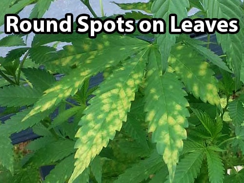 Leaf septoria on cannabis plants causes round yellow or brown spots on leaves
