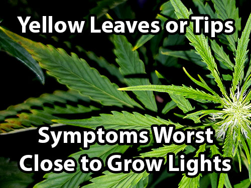 Light burn or light stress on cannabis plants causes the leaves or tips of leaves to turn yellow. The worst symptoms are usually closest to the grow light.