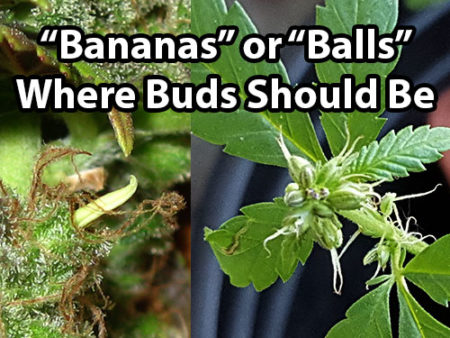 Male plants, hermies and bananas are not good to see on your marijuana plant. The first sign is "bananas" or "balls" where buds should be.