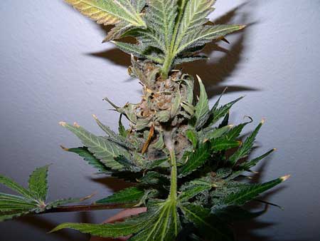 Grow weed easy plant diagnosis