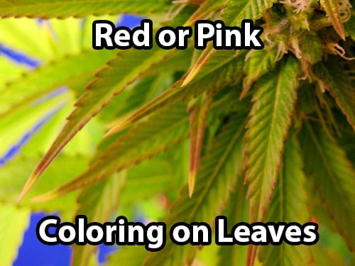 A cannabis molybdenum deficiency causes red or pink coloring on the leaves