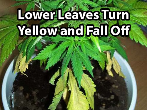 Example of a nitrogen deficiency (the lower cannabis leaves turn yellow and fall off)