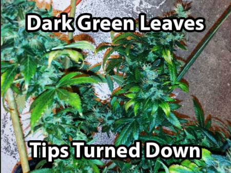 Example of a cannabis plant with a nitrogen toxicity (dark green leaves with the tips turned down)