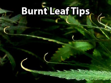 Burnt leaf tips as the results of cannabis nutrient burn