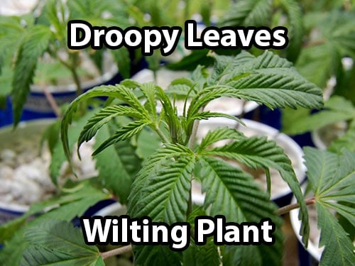 Signs of an over-watered cannabis plant includes droopiness and wilting