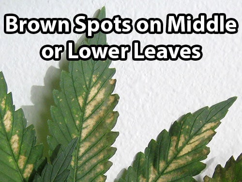 PH fluctuations can cause brown spots on middle or lower leaves