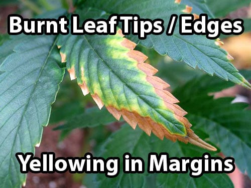 A potassium deficiency in cannabis causes burnt leaf tips and edges, as well as yellowing between the margins