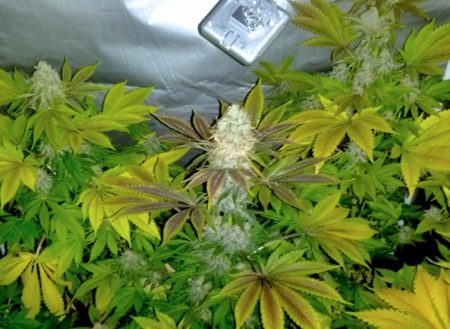 Another example of marijuana leaves turning purple on a bud that's rotting with bud rot.