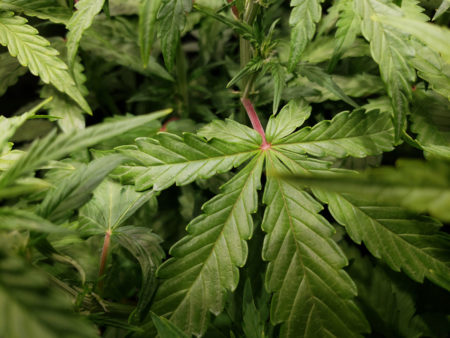 The bright red stem on this plant may be the first sign of a phosphorus deficiency