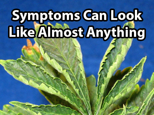 Root problems in cannabis can cause a variety of symptoms, which can look like almost anything