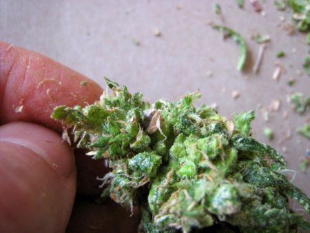 Seedy buds with calyxes popping open everywhere. Herms release pollen and cause seedy buds. Seeds are popping out of this cannabis bud.