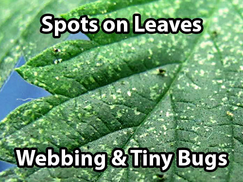 Spider mites on cannabis cause spots on the leaves. You'll also start to see webbing and tiny bugs if you look closely