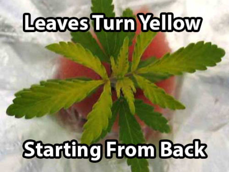 A sulphur deficiency in cannabis plants causes leaves to turn yellow (starting from the back of the leaf)