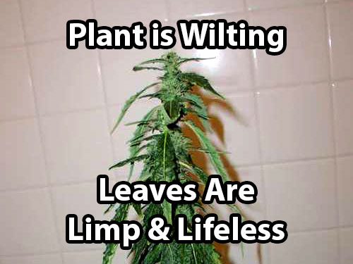 Under watered cannabis plants wilt or droop, and the leaves become limp and lifeless