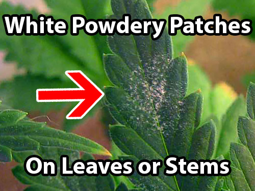 WPM causes white powdery patches on leaves or stems that may resemble flour