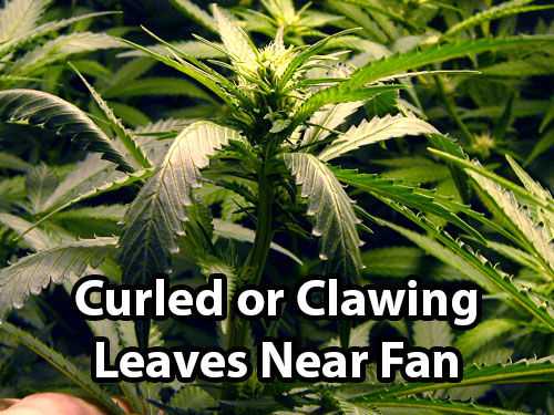 Wind burn causes curled or clawing leaves in the direct flow from a fan