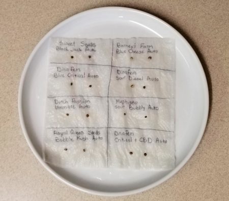 Place your cannabis seeds on wet paper towel next to their labels