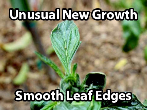 An accidental revegging of cannabis causes unusual new growth and smooth leaf edges