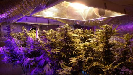 When you're using high-powered grow lights like HPS and LED, it's important to protect your eyes if you're spending a lot of time in the grow room!