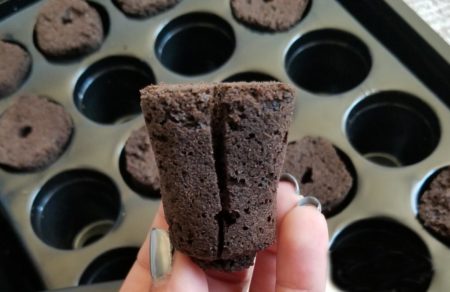 Planting cannabis seeds in soil
