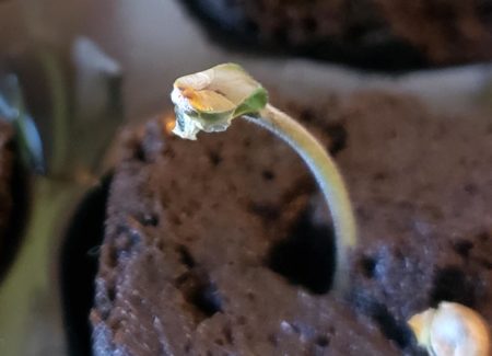 Sometimes after cannabis seed germination, the shell leaves a "film" that can constrict your seedling leaves. Typically this would fall off with the shell, but today's tutorial will show you how to remove it safely so the leaves can open.