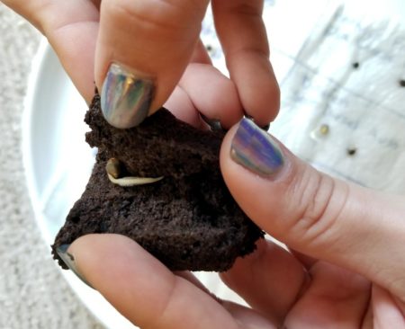 Planting weed seeds in soil