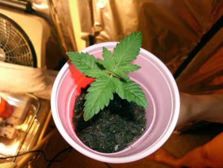 Example of a healthy and happy 10 day old cannabis seedling in a solo cup