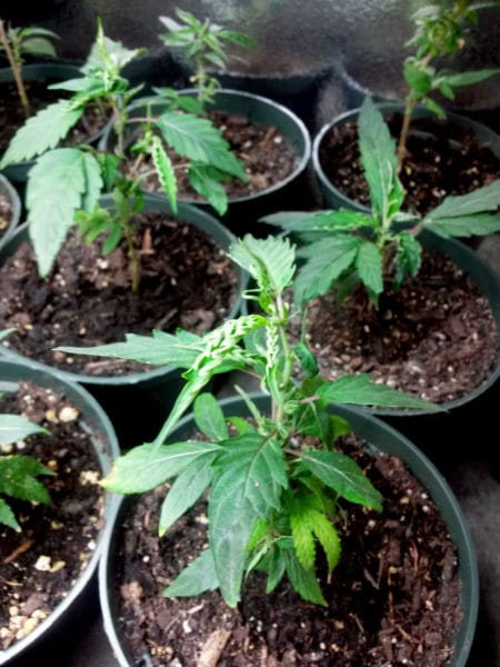 These clones were recently taken from a flowering plant. They have started re-vegging, which is causing the odd leaf growth