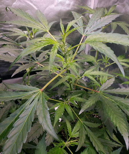 This re-vegging cannabis plant started growing 4-point and 6-point leaves in multiple spots.