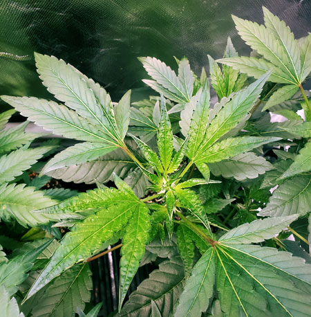 This revegging cannabis plant also started growing 4-point leaves.