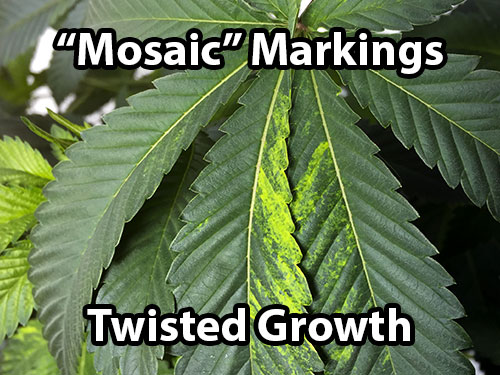 Tobacco mosaic virus gives cannabis plants odd yellow markings and twisted growth