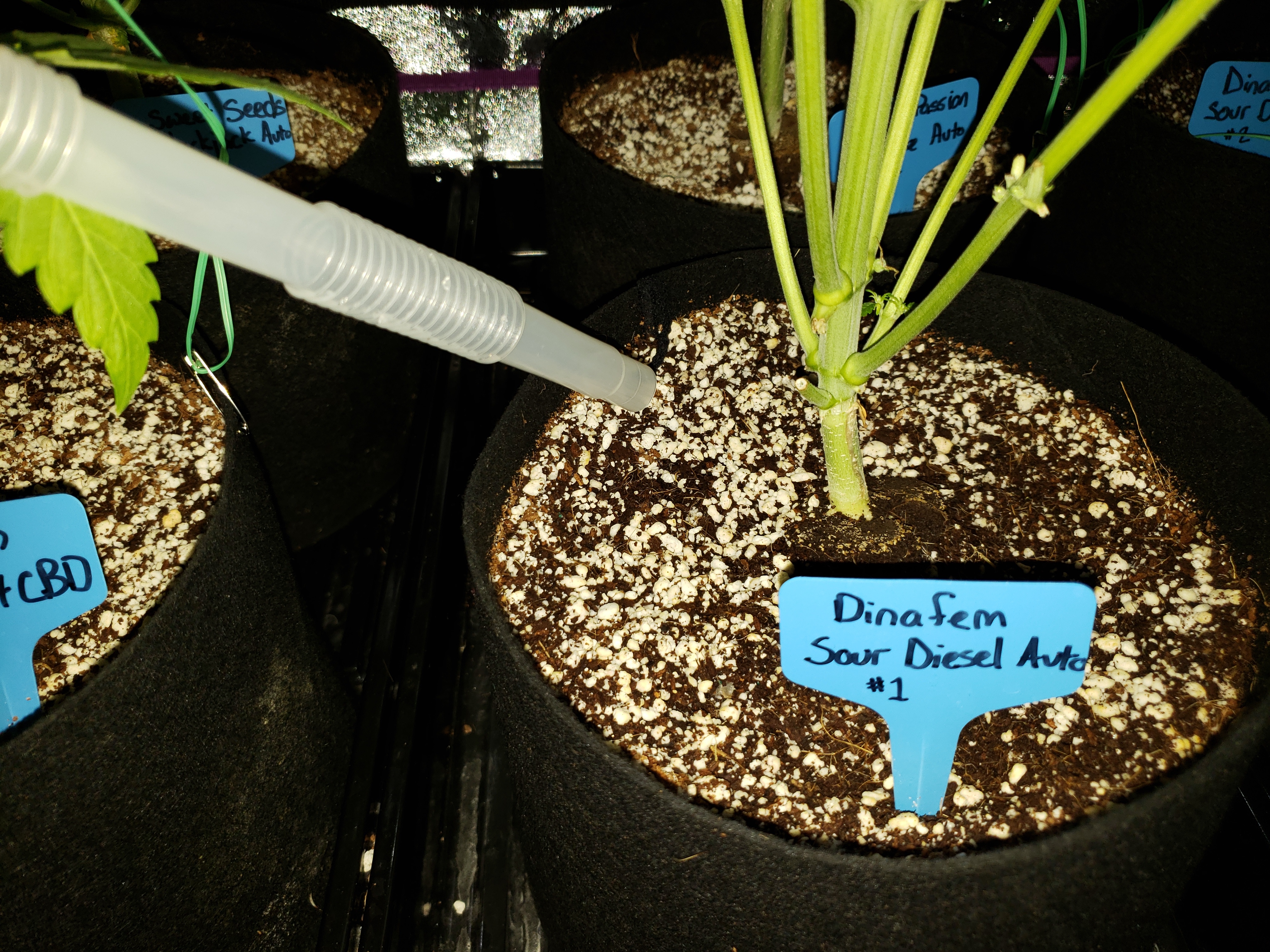 How Many Times Do You Water a Plant