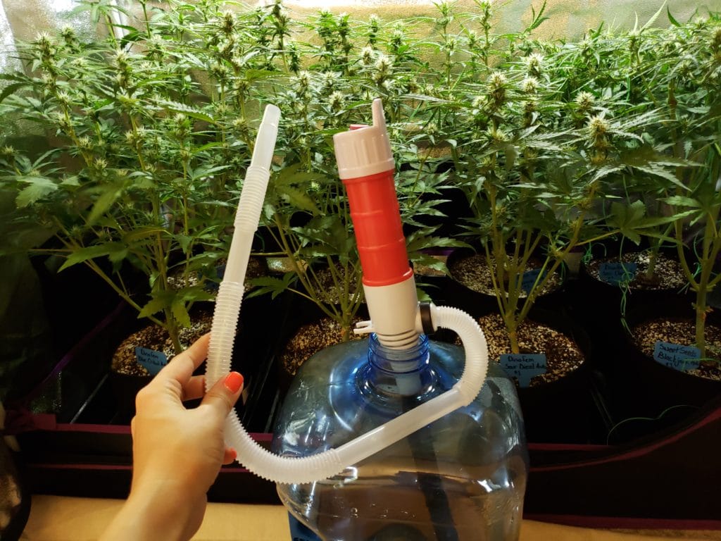 How Often Do I Water Marijuana Plants? Grow Weed Easy