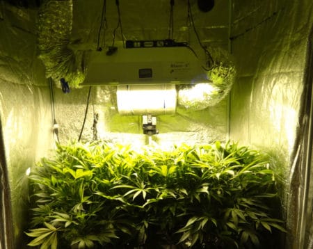 A 600W HPS should be kept about 16" away from the tops of plants 
