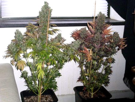 Example of auto-flowering (Ruderalis) cannabis plants just before harvest!