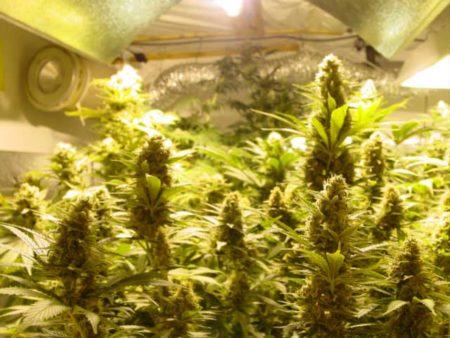Fat colas under HPS light that's about 16" away