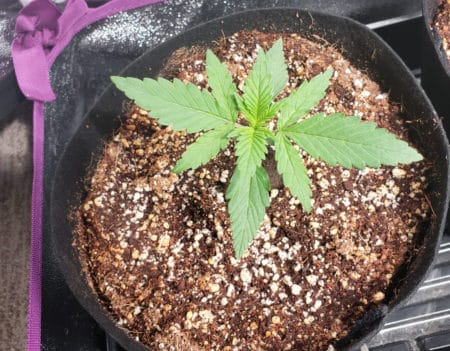 If you look at the coco coir in this pictures, you can see it's starting to light up. The plant is ready to be watered.