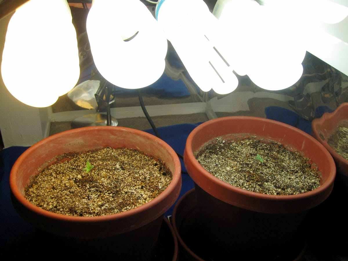 water coco coir often plants grow need seedlings less