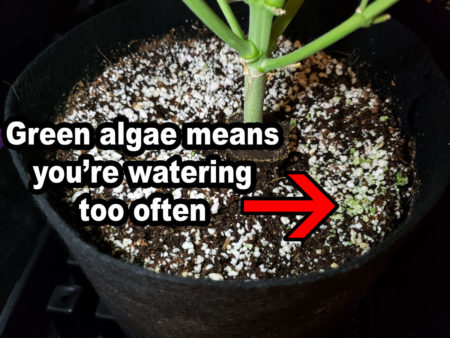 If you see green algae growing on your coco, it means you're giving water too often