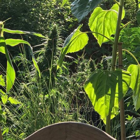 Huge cannabis cola in an idyllic meadow