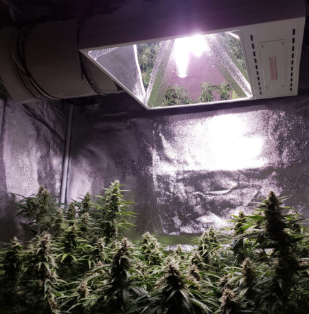 LEC grow lights over maturing cannabis plants; plants can be seen in reflector as well