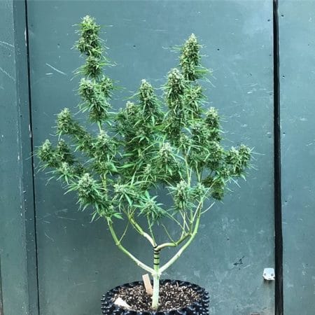 Outdoor marijuana grow setup